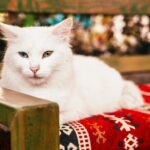 土耳其梵貓好養嗎？一文了解土耳其梵貓個性、壽命&飼養要點
