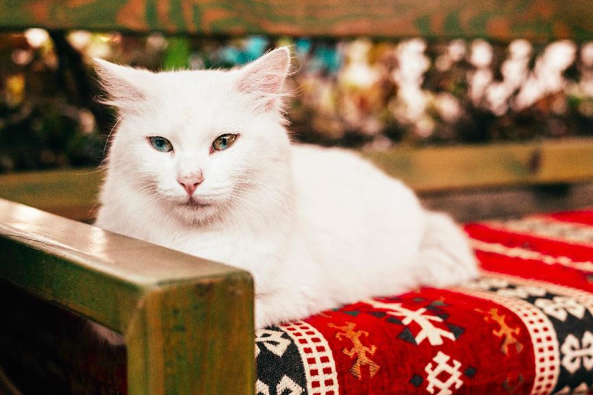 土耳其梵貓好養嗎？一文了解土耳其梵貓個性、壽命&飼養要點
