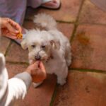 【幼犬食量】幼犬餵食餐次&4大幼犬餵食注意事項