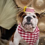 英國鬥牛犬好養嗎？英國鬥牛犬個性、壽命&4大照護要點