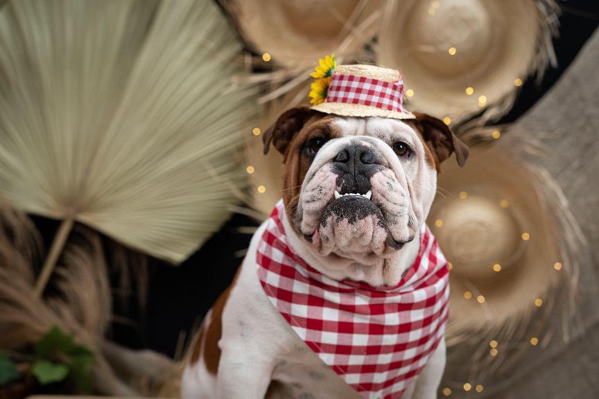 英國鬥牛犬好養嗎？英國鬥牛犬個性、壽命&4大照護要點