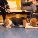 米格魯犬好養嗎？米格魯犬飼養優缺點&5大挑戰