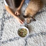 無穀貓飼料好處有哪些？無穀貓飼料 vs. 傳統貓飼料，誰更好？