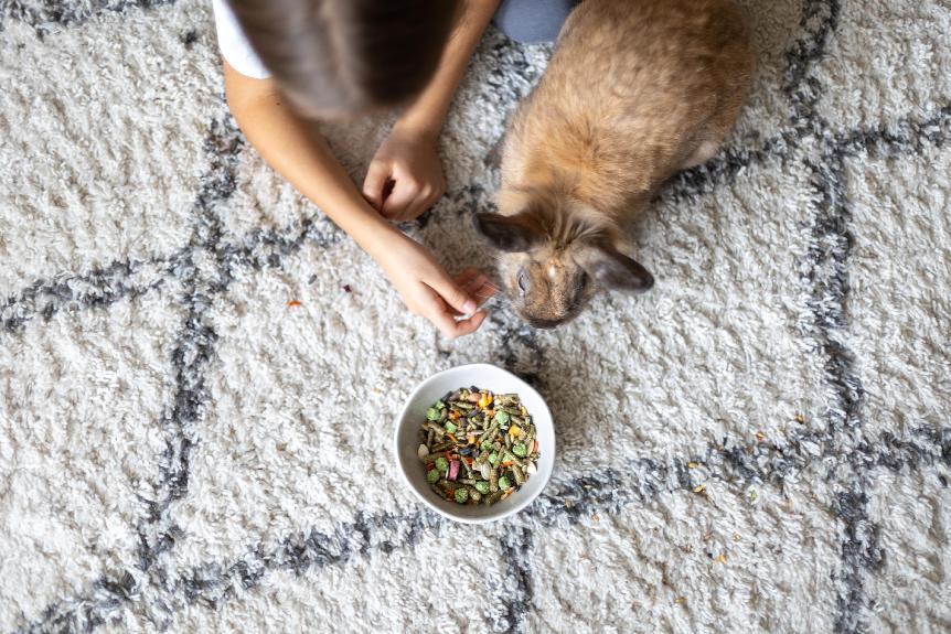 無穀貓飼料好處有哪些？無穀貓飼料 vs. 傳統貓飼料，誰更好？