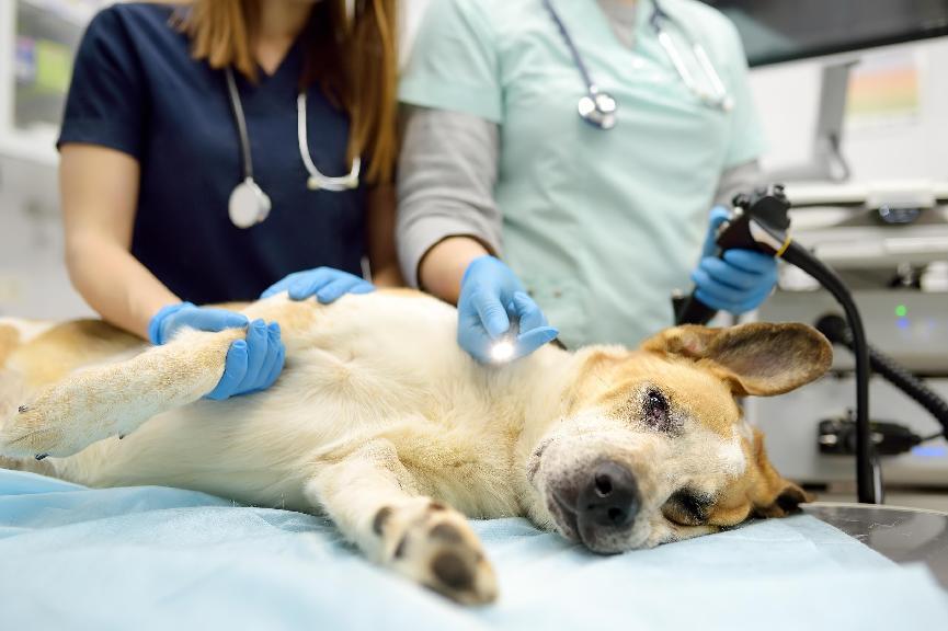 犬小病毒