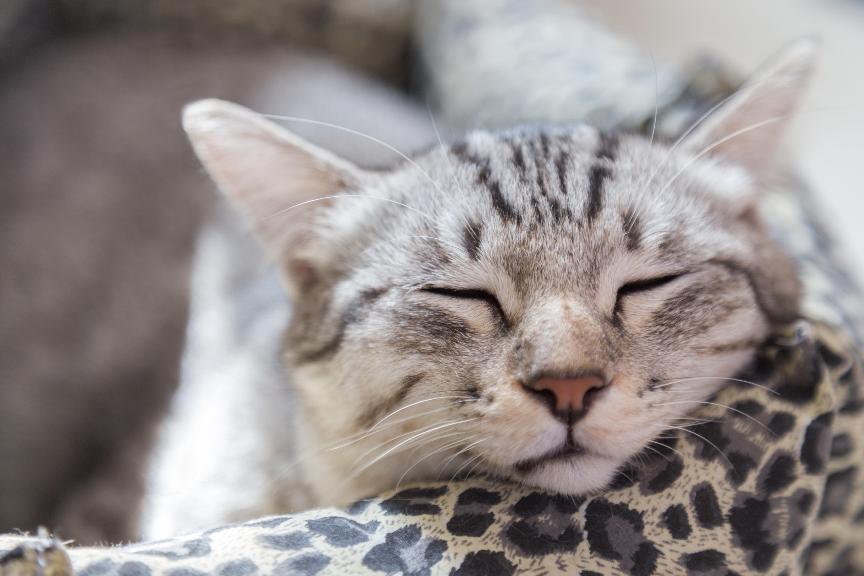 貓睡眠時間