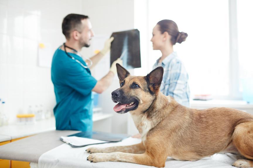 犬瘟熱