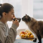 全齡貓的意思是什麼？全齡貓飼料vs普通飼料，優缺點大盤點！