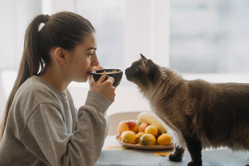 全齡貓的意思是什麼？全齡貓飼料vs普通飼料，優缺點大盤點！