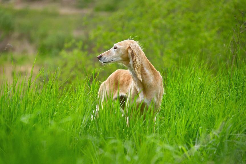 薩路基獵犬