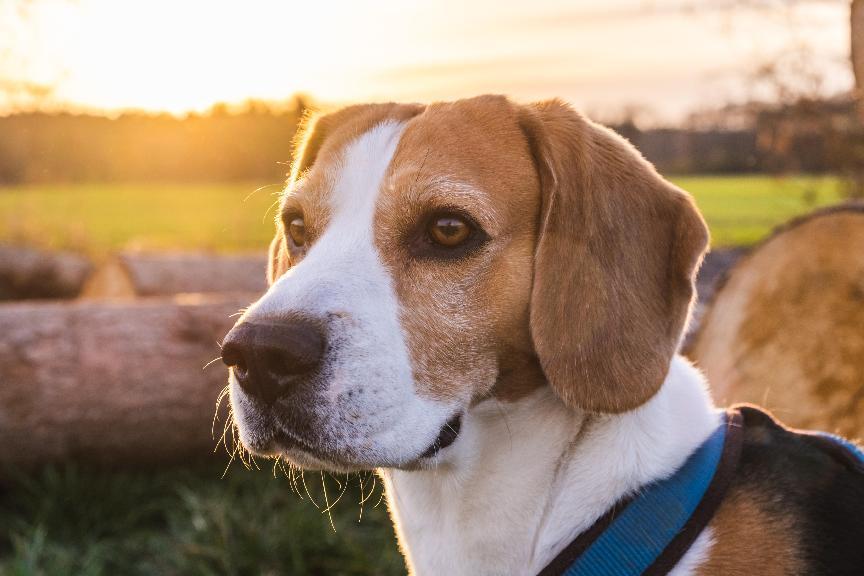 米格魯犬