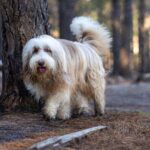 英國牧羊犬好養嗎？一文了解英國牧羊犬個性、壽命&4大照護要點
