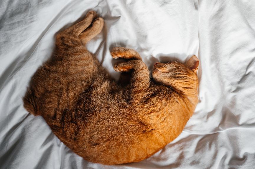 貓睡眠時間