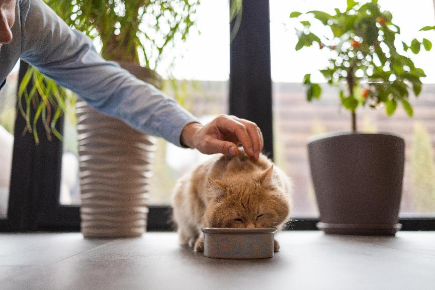 全齡貓飼料