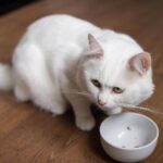 10款平價貓飼料推薦！便宜又營養，總有一款適合你家毛孩！