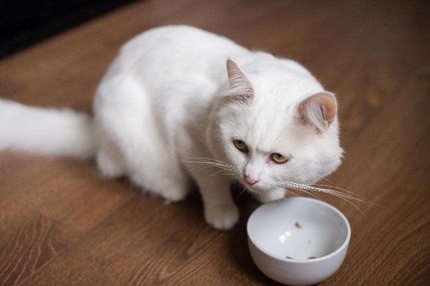 10款平價貓飼料推薦！便宜又營養，總有一款適合你家毛孩！