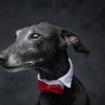 【義大利靈緹犬】養前必看！9大義大利靈緹犬缺點、個性&壽命