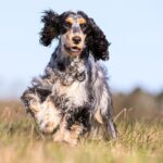 可卡犬好養嗎？英國可卡犬個性、壽命&飼養指南