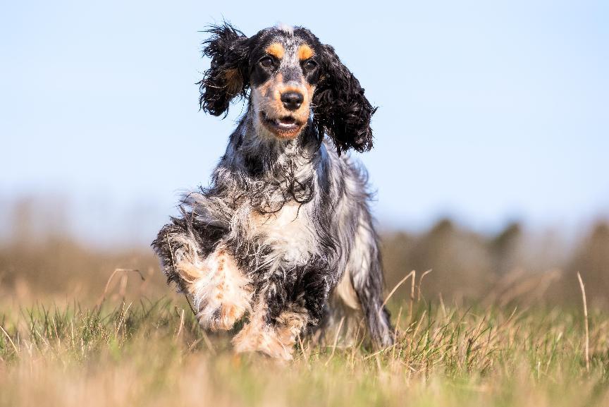 可卡犬好養嗎？英國可卡犬個性、壽命&飼養指南