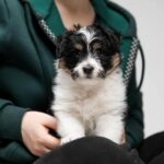 【幼犬關籠】為什麼要給幼犬關籠？4大幼犬關籠好處