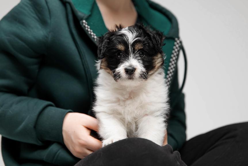 【幼犬關籠】為什麼要給幼犬關籠？4大幼犬關籠好處