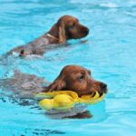 【水獵犬推薦】4種性格溫順、適合家庭飼養的水獵犬推薦