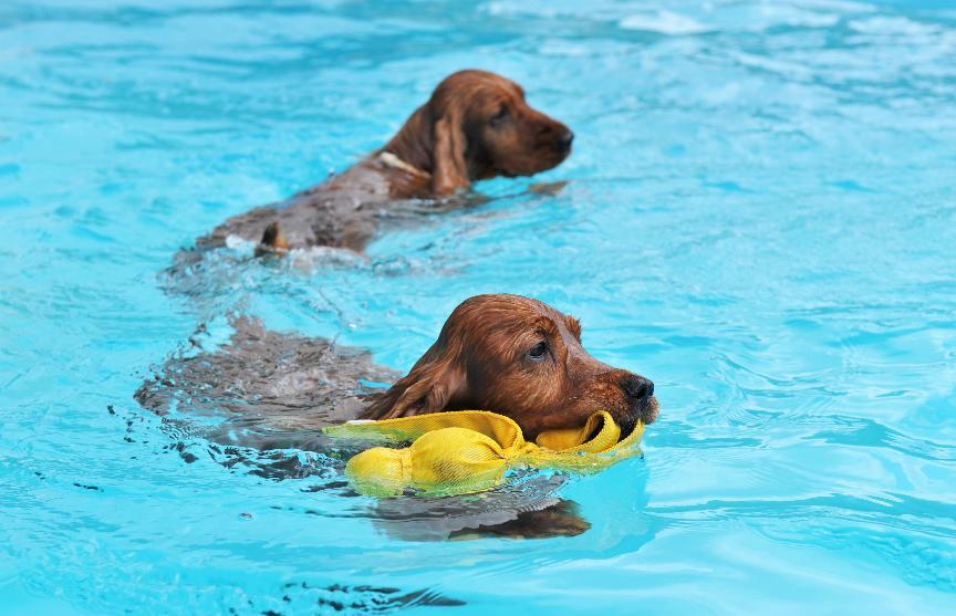 【水獵犬推薦】4種性格溫順、適合家庭飼養的水獵犬推薦