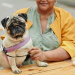 八哥犬
