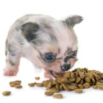 【幼犬吃大便】什麼是食糞症？幼犬吃大便原因、後果&應對措施