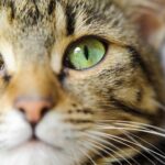 【貓眼睛分泌物增多】貓眼睛感染原因、症狀&預防方法