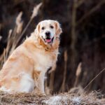 黃金獵犬