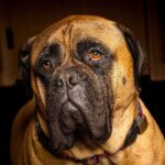 英國獒犬好養嗎？英國獒犬壽命、個性、優缺點&4大飼養要點