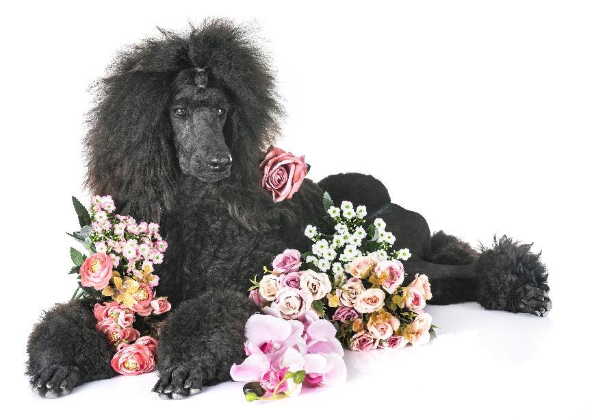 貴賓犬