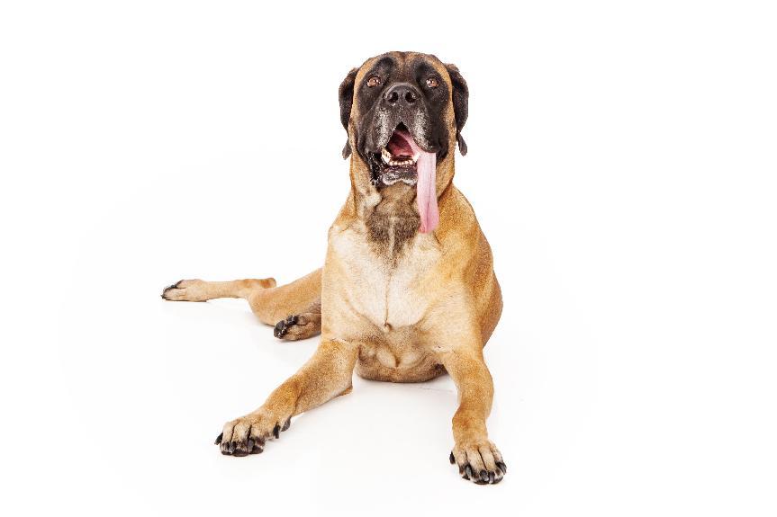 英國獒犬