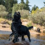 水獵犬介紹