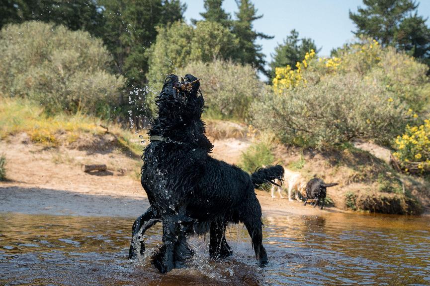 水獵犬介紹