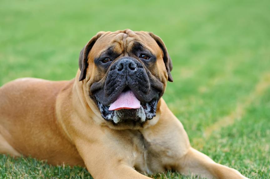 英國獒犬