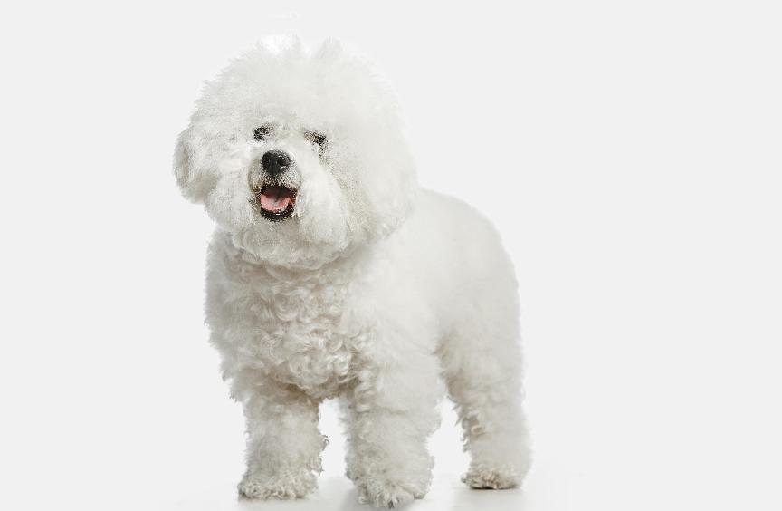 比熊犬