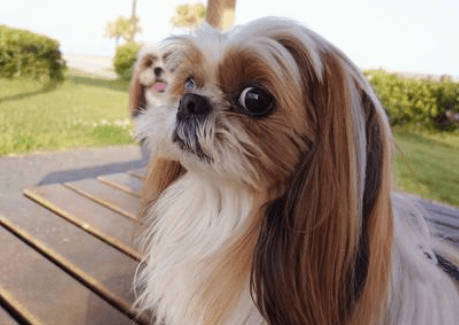 西施犬