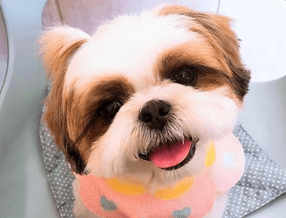 西施犬