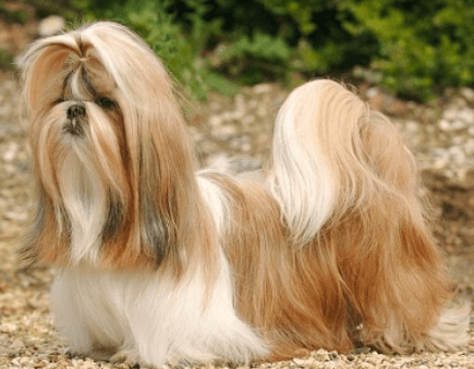 西施犬
