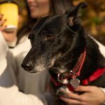 【母幼犬結紮照顧】母幼犬結紮如何照顧？一文看懂5大要點