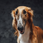 薩路基獵犬好養嗎？台灣稀有犬種薩路基獵犬價格、個性&照顧指南
