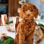 迷你貴賓好養嗎？小型犬中的捲毛天使！迷你貴賓價格、個性&飼養