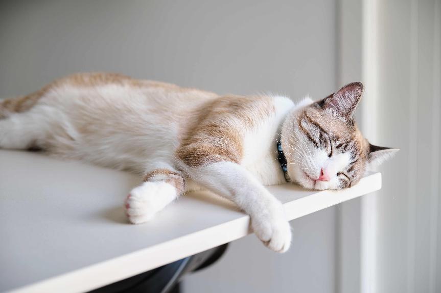 貓睡眠時間
