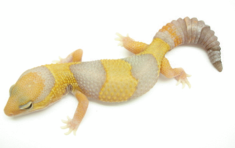 肥尾守宮