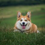 柯基好養嗎？飼養前須知的柯基犬價格、壽命&4大飼養指南