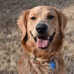 黃金獵犬好養嗎？養前須知！6大你或許不知道的黃金獵犬缺點