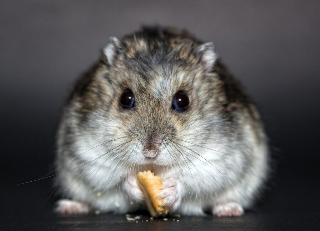 【倉鼠壽命】一文了解不同倉鼠品種壽命、常見疾病&飼養要點！