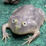 【小丑蛙飼養】新手須知的5大小丑蛙飼養要點&常見問題解答